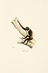 Młody Gibbon białoręki (Hylobates lar)