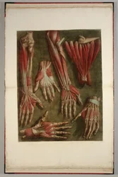 Grupa spreparowanych rąk, 1745-46