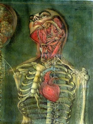 Gardło i serce, płyta z "Anatomii wnętrzności", rozcięta, namalowana i rytowana przez Gautiera, 1745 (kolorowy grawerunek)