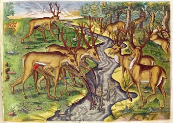 Polowanie na jelenie, z „Brevis Narratio...”, sztychowane przez Theodore de Bry (1528-98) 1563