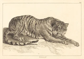 Lampart (Leopard lub Tygrys)