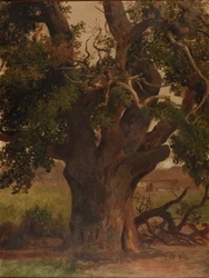 Le Vieux chêne (studium)