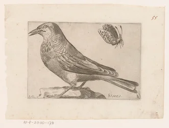 Szpak (Sturnus vulgaris) Storno (tytuł na obiekcie) Ptaki (tytuł serii)