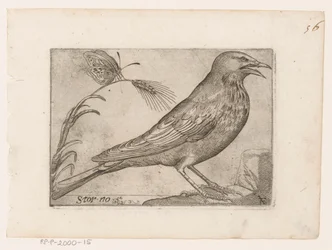 Szpak (Sturnus vulgaris) Storno (tytuł na obiekcie) Ptaki (tytuł serii)
