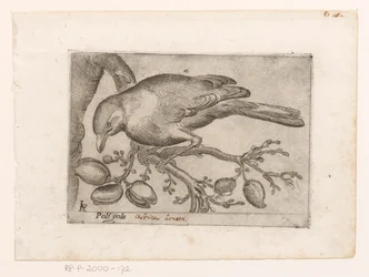 Vogel Poli gola (tytuł na obiekcie) Vogels (tytuł serii)