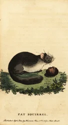 Popielica jadalna lub popielica, Glis glis., 1800 (grawerowanie)