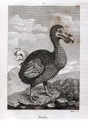 Dodo, z „Historii Ziemi i ożywionej przyrody” Olivera Goldsmitha, opublikowanej w Londynie