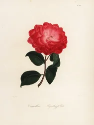 Odmiana Camellia japonica, Camellia myrthyfolia