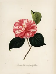 Odmiana Camellia japonica, Camellia variegata plena