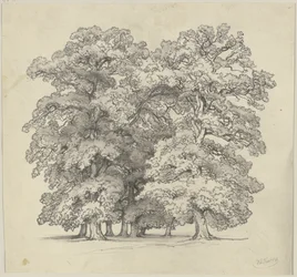 Wycinka drzew