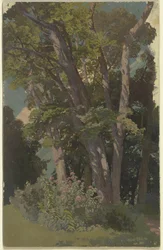 Studium parku, polana