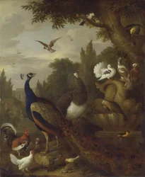 Paw, pawica, papugi, kanarek i inne ptaki w parku, ok. 1708-10