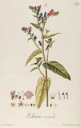 Echium: Orientale z „Ikon roślin”, ok. 1763 (ryc.)