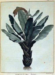 Banan - w "Podróż do Nubii i Abisynii podjęta w celu odkrycia źródeł Nilu w latach 1768-1772", James Bruce, t. 1, Paryż