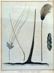 Papirus Cyperus, szczep Egiptu - w „Podróży do Nubii i Abisynii podjętej w celu odkrycia źródeł Nilu w latach 1768-1772”, James Bruce, t. 1, Paryż