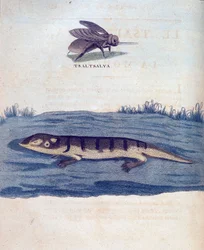 Mucha i lezard - w „Podróży po Nubii i Abisynii podjętej w celu odkrycia źródeł Nilu w latach 1768-1772”, James Bruce, Paryż