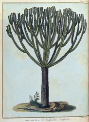 Kol-quall (Kol quall), euforbia (kaktus) - w „Podróży do Nubii i Abisynii podjętej w celu odkrycia źródeł Nilu w latach 1768-1772”, James Bruce, t. 1, Paryż
