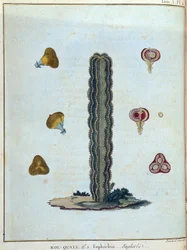 Kol-quall (Kol quall), euforbia (kaktus) - w „Podróży do Nubii i Abisynii podjętej w celu odkrycia źródeł Nilu w latach 1768-1772”, James Bruce, t. 1, Paryż