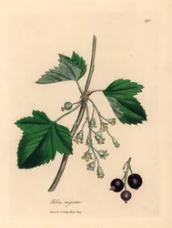 Czarna porzeczka, Ribes nigrum, z botanicznej ilustracji Jamesa Sowerby