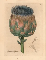 Karczoch o niebieskich i fioletowych kwiatach, Cynara scolymus, z botanicznej ilustracji autorstwa Jamesa Sowerby
