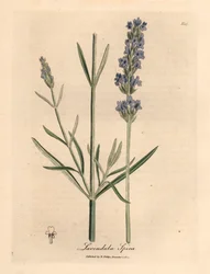 Lawenda o niebieskich kwiatach, Lavandula spica, z botanicznej ilustracji autorstwa Jamesa Sowerby