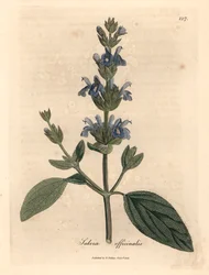 Szałwia o niebieskich kwiatach, Salvia officinalis, z botanicznej ilustracji autorstwa Jamesa Sowerby