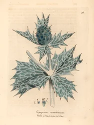mikołajek morski lub mikołajek o niebieskich kwiatach, Eryngium maritinum, z botanicznej ilustracji autorstwa Jamesa Sowerby