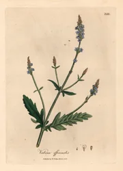 Werbena o niebieskich kwiatach, Verbena officinalis, z botanicznej ilustracji autorstwa Jamesa Sowerby