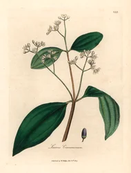 Drzewo cynamonowe, Laurus cinnamomum, z botanicznej ilustracji Jamesa Sowerby