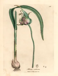 Czosnek pospolity, Allium sativum, z botanicznej ilustracji Jamesa Sowerby
