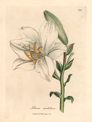 Lilia biała pospolita, Lilium candidum, z ilustracji botanicznej autorstwa Jamesa Sowerby