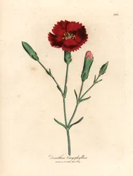 Karmazynowy goździk, goździkowy róż, Dianthus caryophyllus, z botanicznej ilustracji autorstwa Jamesa Sowerby