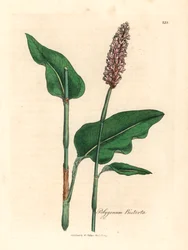Większa bistorta, Polygonum bistorta, z botanicznej ilustracji Jamesa Sowerby