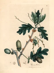 Liście i żołędzie dębu szypułkowego, Quercus robur, z botanicznej ilustracji autorstwa Jamesa Sowerby