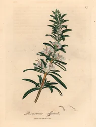 Jasnoniebieski rozmaryn o kwiatach, Rosmarinus officinalis, z botanicznej ilustracji autorstwa Jamesa Sowerby