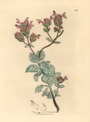 Liliowo-kwiatowa dytania z Krety, Origanum dictamnus, z botanicznej ilustracji autorstwa Jamesa Sowerby