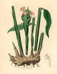Imbir wąskolistny, Zingiber officinale , z botanicznej ilustracji Jamesa Sowerby