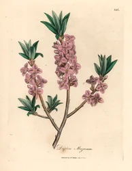 Mezereon o różowych kwiatach, Daphne mezereum, z botanicznej ilustracji Jamesa Sowerby