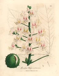 Różowy kwiat i owoc kasztanowca, Aesculus hippocastanum, z botanicznej ilustracji autorstwa Jamesa Sowerby