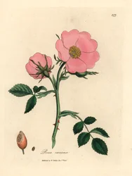 Różowa róża dla psa z dziką różą, Rosa canina, z botanicznej ilustracji autorstwa Jamesa Sowerby