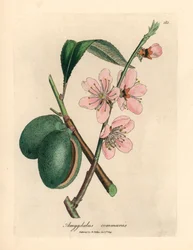 Migdałowiec o różowych kwiatach, Amygdalus communis, z botanicznej ilustracji Jamesa Sowerby