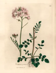 Damski kitel w różowe kwiaty lub cuckow-flower, Cardamine pratensis, z botanicznej ilustracji autorstwa Jamesa Sowerby