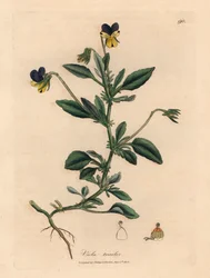 Fioletowo-żółty bratek, Viola tricolor, z botanicznej ilustracji Jamesa Sowerby