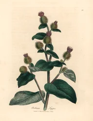 Łopian o purpurowych kwiatach, Arctium lappa, z botanicznej ilustracji Jamesa Sowerby