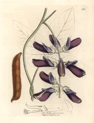 Dolichos krowie o fioletowych kwiatach, Dolichos pruriens, z botanicznej ilustracji autorstwa Jamesa Sowerby