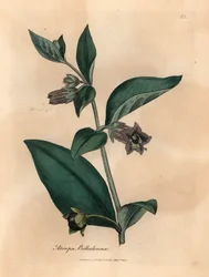 Zabójcza psianka o fioletowych kwiatach, Atropa belladonna, z botanicznej ilustracji autorstwa Jamesa Sowerby