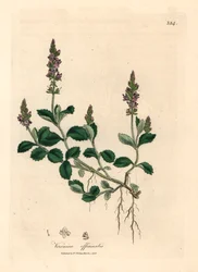 Veronica o fioletowych kwiatach, Veronica officinalis, z botanicznej ilustracji Jamesa Sowerby