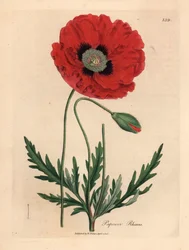 Mak czerwony lub kukurydziany, Papaver rhoeas, z ilustracji botanicznej autorstwa Jamesa Sowerby