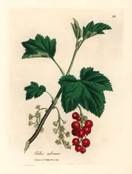 Porzeczka czerwona, Ribes rubrum, z botanicznej ilustracji Jamesa Sowerby