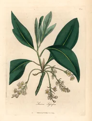 Drzewo Sassafras, Laurus sassafras, z botanicznej ilustracji Jamesa Sowerby